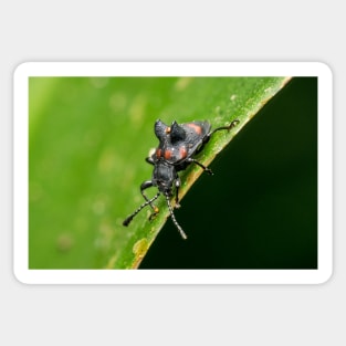 Unique and organic photo of a fungus beetle with a mite on its back Sticker